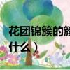 花團錦簇的簇的意思（花團錦簇的簇的意思是什么）