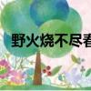 野火燒不盡春風(fēng)吹又生的作者（了解一下）