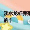 淡水龍蝦養(yǎng)殖方法（淡水龍蝦養(yǎng)殖方法是怎樣的）