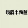 峨眉半蒴苣苔（關(guān)于峨眉半蒴苣苔簡介）