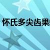懷氏多尖齒果蝠（關(guān)于懷氏多尖齒果蝠介紹）