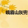 峨眉山灰兜巴（關(guān)于峨眉山灰兜巴簡介）