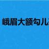 峨眉大額勾兒茶（關(guān)于峨眉大額勾兒茶簡(jiǎn)介）