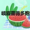 峨眉薔薇多胞銹（關于峨眉薔薇多胞銹簡介）