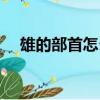 雄的部首怎么讀（雄的部首的字怎樣讀）