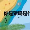 你是豬嗎是什么梗（網(wǎng)絡語你是豬嗎什么意思）