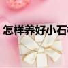 怎樣養(yǎng)好小石榴（關(guān)于怎樣養(yǎng)好小石榴介紹）