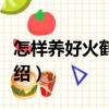 怎樣養(yǎng)好火鶴花？（關(guān)于怎樣養(yǎng)好火鶴花？介紹）