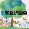 掌裂驢蹄草 變種（關于掌裂驢蹄草 變種簡介）