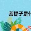 菩提子是什么東西（可以用來做什么）