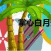 掌心白月光（關(guān)于掌心白月光簡(jiǎn)介）