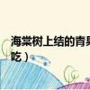 海棠樹上結(jié)的青果子可以吃嗎（海棠樹上結(jié)的青果子能不能吃）