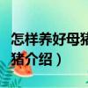 怎樣養(yǎng)好母豬和仔豬（關(guān)于怎樣養(yǎng)好母豬和仔豬介紹）