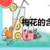 梅花的含義是什么（是什么意思）