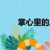 掌心里的風(fēng)（關(guān)于掌心里的風(fēng)簡(jiǎn)介）
