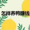 怎樣養(yǎng)鴨賺錢多（關(guān)于怎樣養(yǎng)鴨賺錢多介紹）