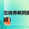 怎樣養(yǎng)鵪鶉賺錢多（關(guān)于怎樣養(yǎng)鵪鶉賺錢多介紹）
