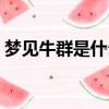 夢見牛群是什么意思（夢見牛群是什么寓意）