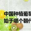中國種植葡萄始于哪個(gè)朝代（中國種植葡萄是始于哪個(gè)朝代）