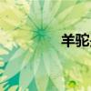 羊駝是什么（羊駝的簡(jiǎn)介）