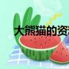 大熊貓的資料介紹（關(guān)于大熊貓的簡介）