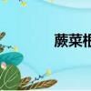 蕨菜根是什么（蕨菜根介紹）