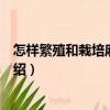 怎樣繁殖和栽培麻中繡球（關(guān)于怎樣繁殖和栽培麻中繡球介紹）