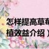 怎樣提高草莓種植效益（關(guān)于怎樣提高草莓種植效益介紹）