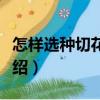 怎樣選種切花賺錢（關(guān)于怎樣選種切花賺錢介紹）
