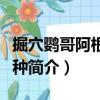 掘穴鸚哥阿根廷亞種（關(guān)于掘穴鸚哥阿根廷亞種簡(jiǎn)介）