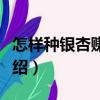 怎樣種銀杏賺錢多（關(guān)于怎樣種銀杏賺錢多介紹）