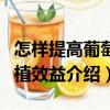怎樣提高葡萄種植效益（關(guān)于怎樣提高葡萄種植效益介紹）