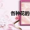 各種花的開花時間（花朵開花時間）