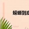 蠑螈到底吃什么（蠑螈到底吃啥）
