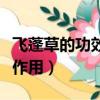 飛蓬草的功效與作用（飛蓬草有如下功效以及作用）
