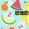 玫瑰的含義（玫瑰的含義介紹）
