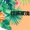 鏗鏘玫瑰的意思（鏗鏘玫瑰的寓意）