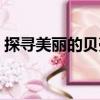 探尋美麗的貝殼（關(guān)于探尋美麗的貝殼簡介）