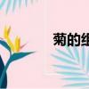 菊的組詞（菊的組詞有哪些）