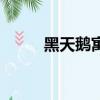 黑天鵝寓意（黑天鵝有什么寓意）