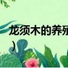 龍須木的養(yǎng)殖方法和注意事項(xiàng)（龍須木好種嗎）
