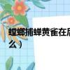 螳螂捕蟬黃雀在后是什么意思（螳螂捕蟬黃雀在后意思是什么）