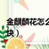金麒麟花怎么養(yǎng)長(zhǎng)的快（金麒麟花如何養(yǎng)長(zhǎng)的快）
