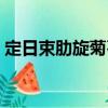定日束肋旋菊石（關(guān)于定日束肋旋菊石介紹）