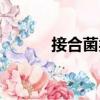 接合菌類（關(guān)于接合菌類簡介）