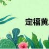 定福黃莊（關(guān)于定福黃莊介紹）