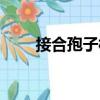 接合孢子柄（關(guān)于接合孢子柄簡介）