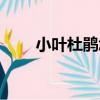 小葉杜鵑怎么養(yǎng)（怎么養(yǎng)小葉杜鵑）