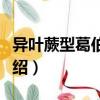 異葉蕨型葛伯特蕨（關(guān)于異葉蕨型葛伯特蕨介紹）