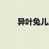 異葉兔兒風(fēng)（關(guān)于異葉兔兒風(fēng)介紹）